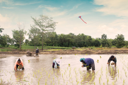 Group Of Thai Farmer Work On Rice Plantation,Dramatic Lookのeditorial素材
