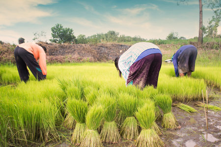 Group Of Thai Farmer Work On Rice Plantation,Dramatic Look