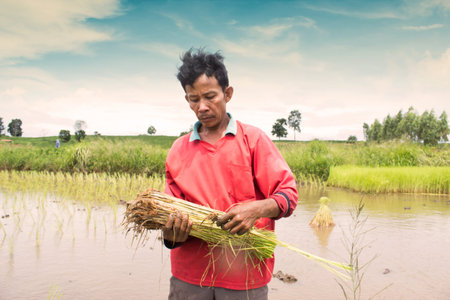 Thai Farmer Work On Rice Plantation,Dramatic Lookのeditorial素材