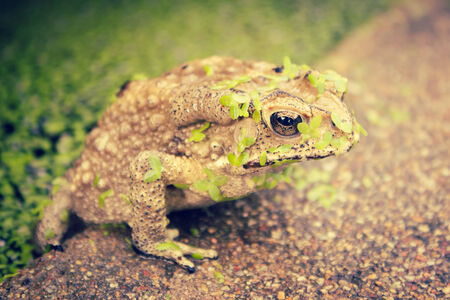 Toad Sitting On Garden Fountain,Filters Lookの写真素材