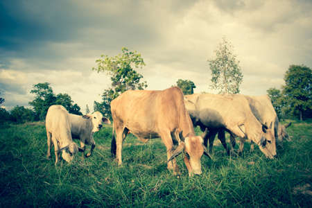 Herd Of Cows in Farmland,Countryside Of Thailandの写真素材