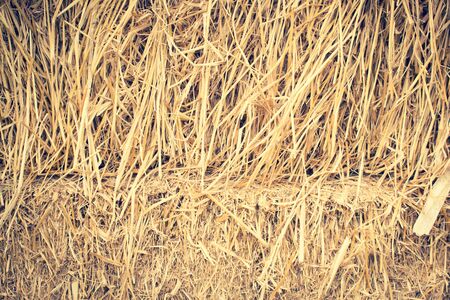Hay Texture Backgroundの写真素材