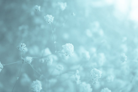 Abstract Flower Background,Canotype Style Imageの写真素材