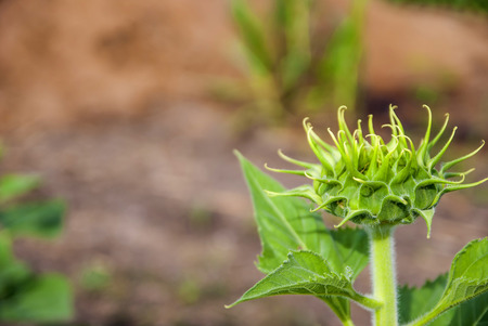 sunflowers thailandの写真素材
