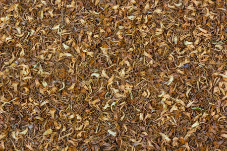 dry flowersの写真素材