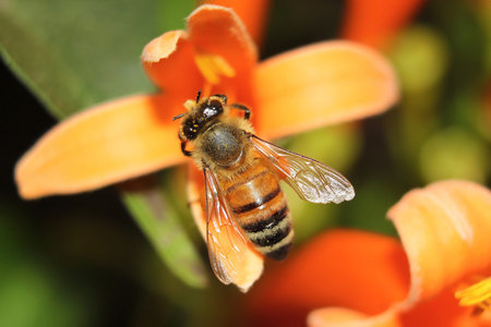 Honey Bee on Yellow Flower, Close Up Macroの写真素材