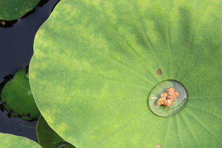 Drops of Water on Lotus Leaf