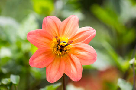 Bee on flowerの写真素材