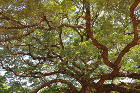 Big tree branches in Thailandの写真素材