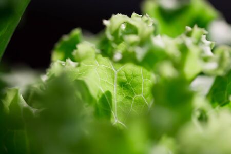 Some details of the Lactuca sativa leaf or lettuce leaves have beautiful greenery. In the vegetable field, There is a little sunshine. The photos are partially clearの写真素材