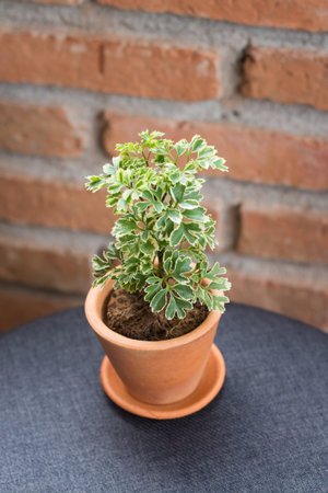 Ornamental small plants with green leaves, looking fresh. In a small pot Made of red clay Resting on a grey table For decorating a coffee shop, The background is an old red brick wall.の写真素材