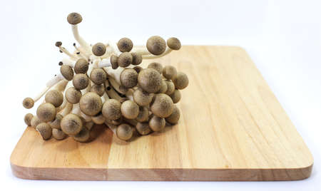 Hon-shimeji Bunna-shimejiの写真素材