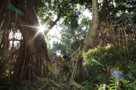 Banyan with sunshineの写真素材