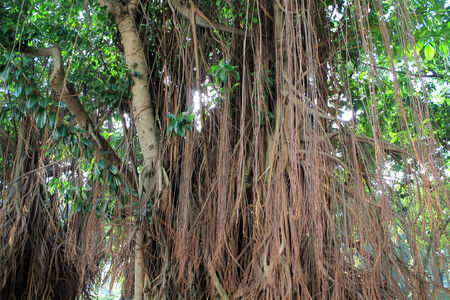 Banyan branches with sunshineの写真素材