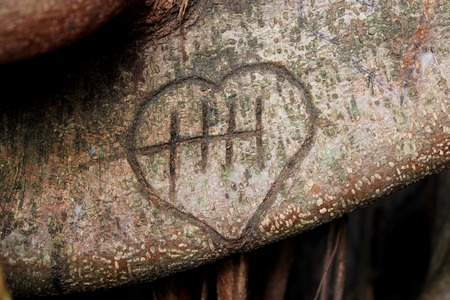 love symbol on banyan tree branchsの写真素材