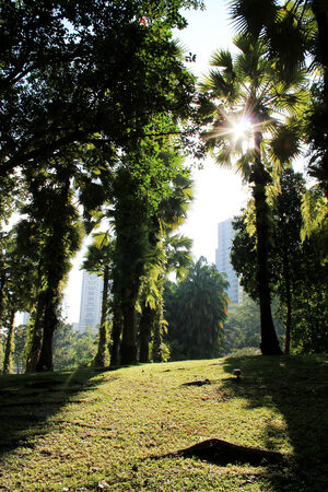 Garden in the city with morning sunlightの写真素材