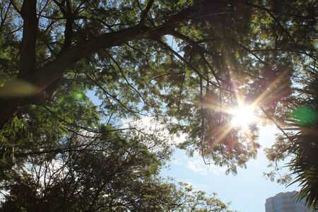 Tree and leaves with sunlightの写真素材