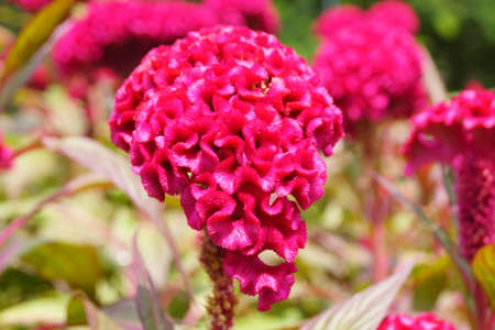 Celosia argenteaの写真素材