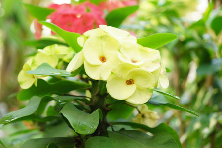 Euphorbia milli Desmoulの写真素材