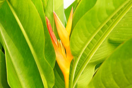 Heliconia sppの写真素材