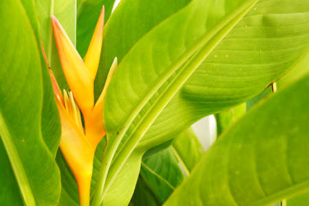 Heliconia sppの写真素材