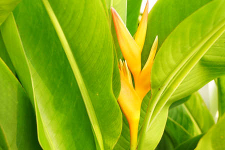 Heliconia sppの写真素材