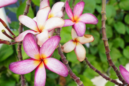 plumeria rubraの写真素材