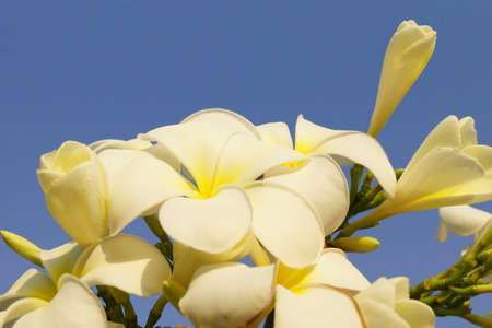 Plumeria sppの写真素材