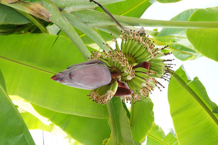 banana blossomの写真素材