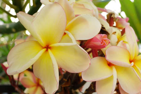 Plumeria sppの写真素材