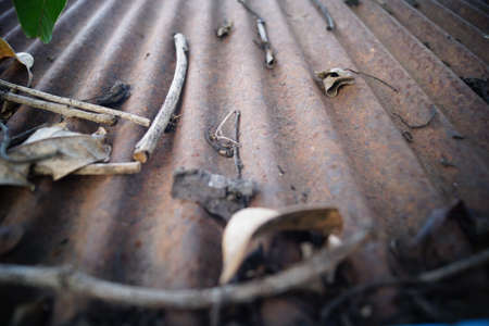 Dry leaves on the metal sheet of factoryの写真素材