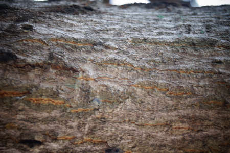 tree backgroundの写真素材