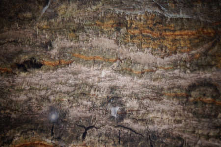 tree backgroundの写真素材