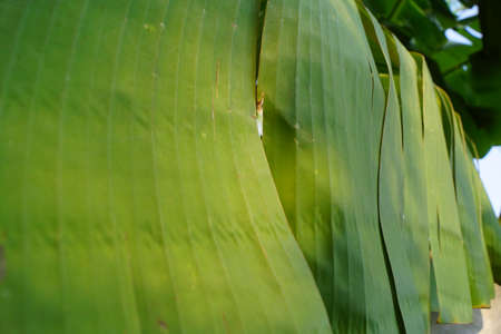 Abstract of banana leaf backgroundの写真素材