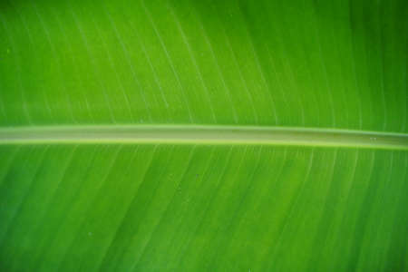 Abstract of banana leaf backgroundの写真素材