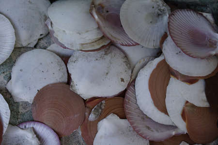 shell backgroundの写真素材