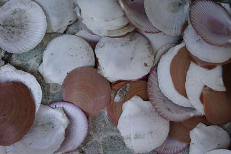 shell backgroundの写真素材