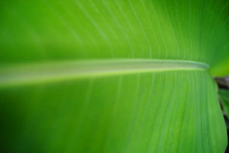 Abstract of banana leaf backgroundの写真素材