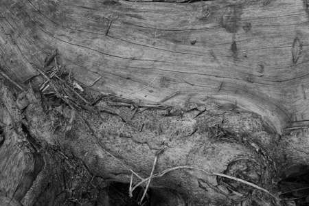 wood backgroundの写真素材