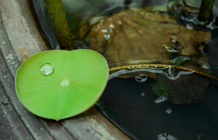 Lotus leaf with water drops at edge of pondの写真素材