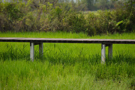 Long wooden bridge in rice farmの写真素材