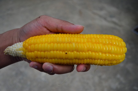 Grilled corn is sweet and fragrant. Grilling is one of the popular foods.の写真素材
