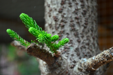 Leaves of pine trees leave the trunk to separate into larger branches.の写真素材