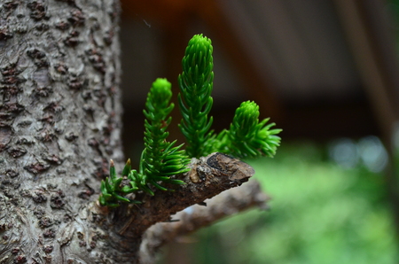 Leaves of pine trees leave the trunk to separate into larger branches.の写真素材