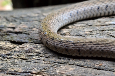 A snake comes out to sunbathe on a log and glide to a meal, with a color that resembles a natural color.の写真素材