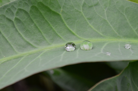 Water is in the leaves after rain, some leaves can keep water for maintenance.の写真素材