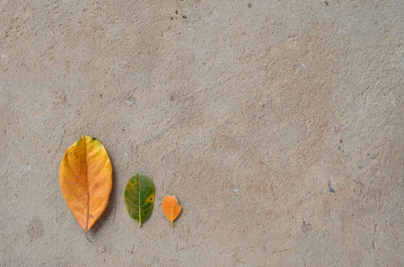 Leaves of many colors Sorted on the floor, showing the circuit of the leaves clearly.の写真素材