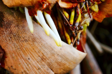 Root of bamboo,air roots of bamboo.の写真素材