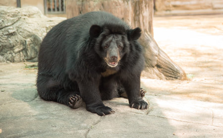 Image of a black bearの写真素材