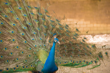 Photos of peacocks showing beautiful feathers.の写真素材